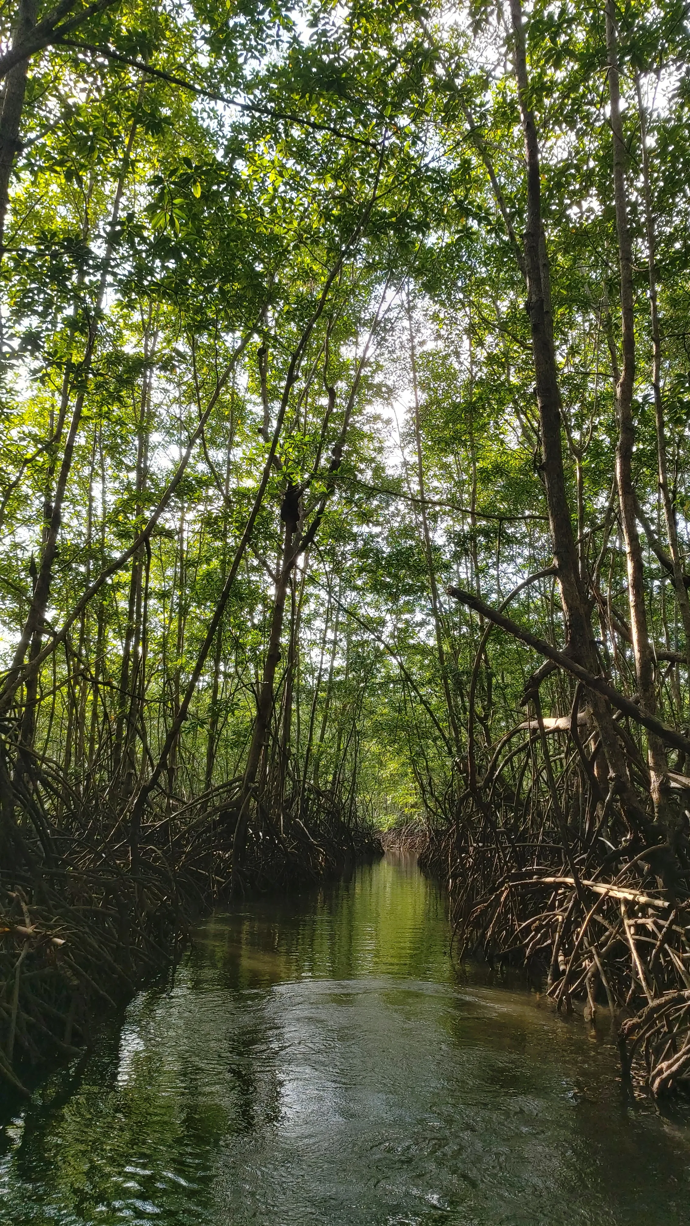 Mangrove Tour From Drake Bay
